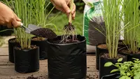 Cara Menanam Serai di Pot Agar Batangnya Besar dan Wangi, Panduan Perawatan Rumahan