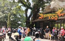 Menengok Kepingan Sejarah Bandung Zoo: Dari Taman Kota ke Kebun Binatang