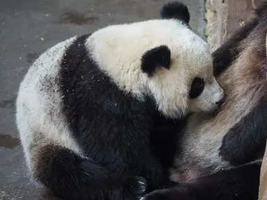 Yuan Meng merupakan anak panda pertama yang lahir di Prancis pada 2017 lalu. (GUILLAUME SOUVANT / AFP)
