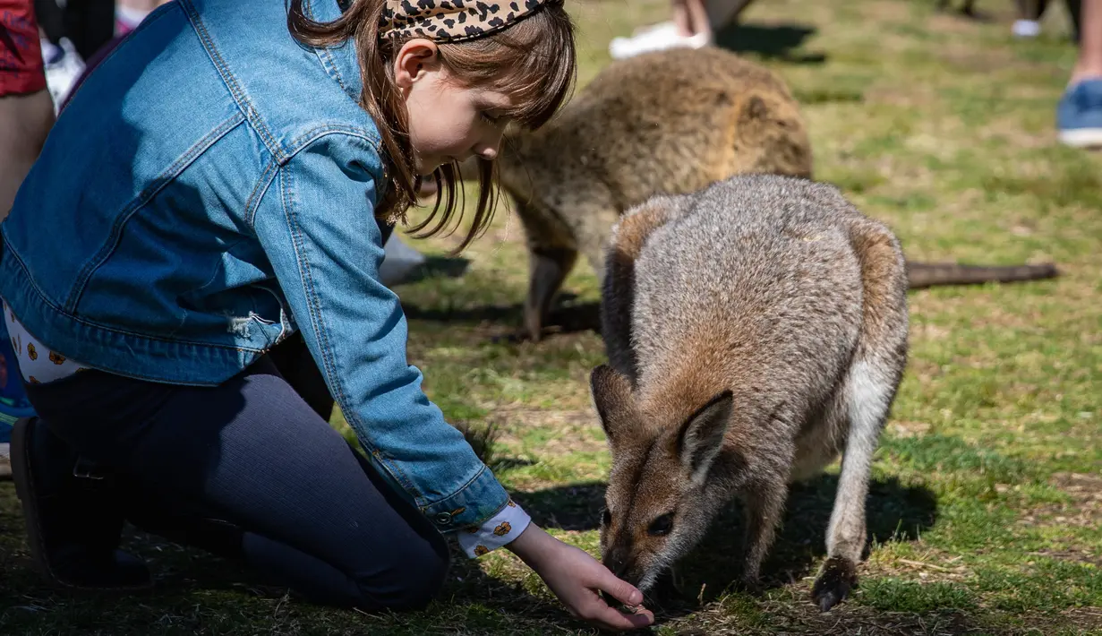 Sejumlah orang mengunjungi Taman Margasatwa Symbio di tengah pandemi COVID-19, Sydney, Australia, 5 September 2020. Beberapa kebun binatang dan taman margasatwa di Sydney sudah kembali dibuka untuk umum. (Xinhua/Zhu Hongye)