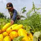 Petani memanen buah timun suri di lahan garapan kawasan Mampang, Depok, Jawa Barat, Selasa (12/3/2024). (merdeka.com/Arie Basuki)