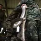 Marinir Thailand menunjukkan ular kobra yang digunakan saat latihan gabungan Cobra Gold di Chonburi, Thailand (19/2). Mereka diajarkan memakan hewan reptil seperti ular dan kadal hingga serangga untuk bertahan hidup di hutan.(AFP Photo/Lilian Suwanrumpha)