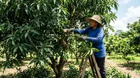 Cara Merawat Pohon Mangga agar Cepat Berbuah Lebat Setiap Musim, dari Pupuk hingga Pemangkasan