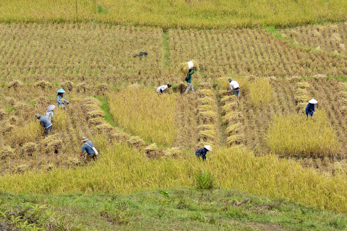 Sejumlah petani sedang memanen padi di wilayah Lalang, Nagari Pagadih, Agam, Sumatera Barat, Kamis 1/5/2025 (Foto:  Syahrul Rahmat)