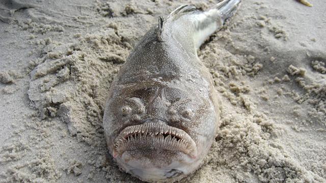 Enam Makhluk Berwajah Menyeramkan Ini Ada di Dasar Laut