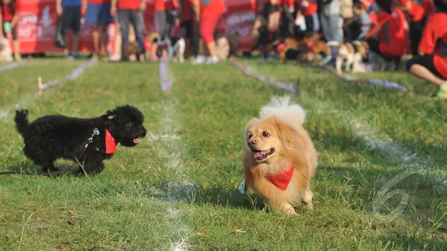 Serunya Lomba Anjing di Senayan