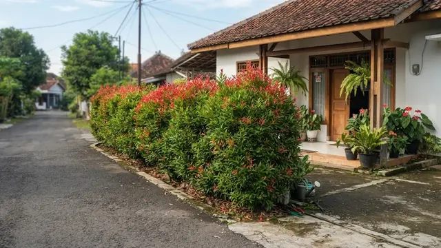 Model pagar hidup dari tanaman yang bikin rumah lebih sejuk dan privat menggunakan pucuk merah