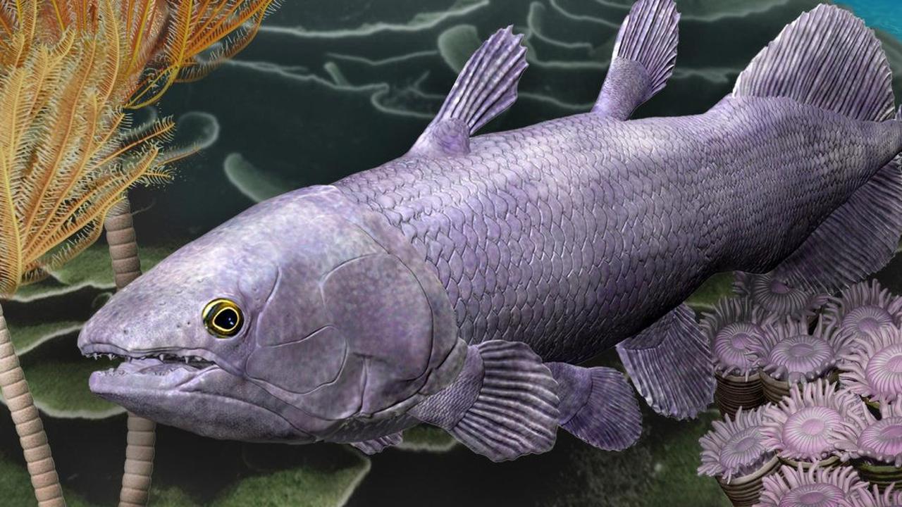 Mengguncang Teori Evolusi, Ikan Purba Ini Dijuluki Fosil Hidup Tertua di Dunia, Hidup di Perairan Indonesia