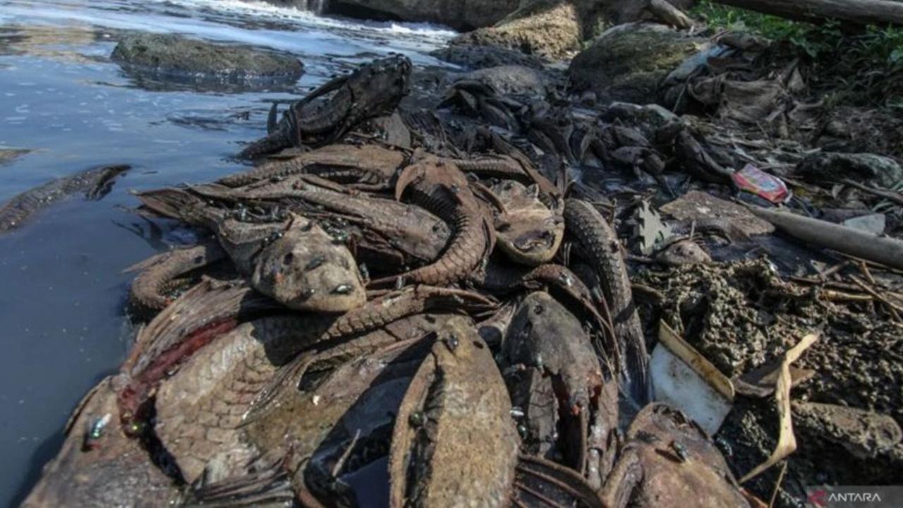Buru Ikan Sapu-Sapu, Pemkot Jaksel Bakal Kuras Phb Setu Babakan