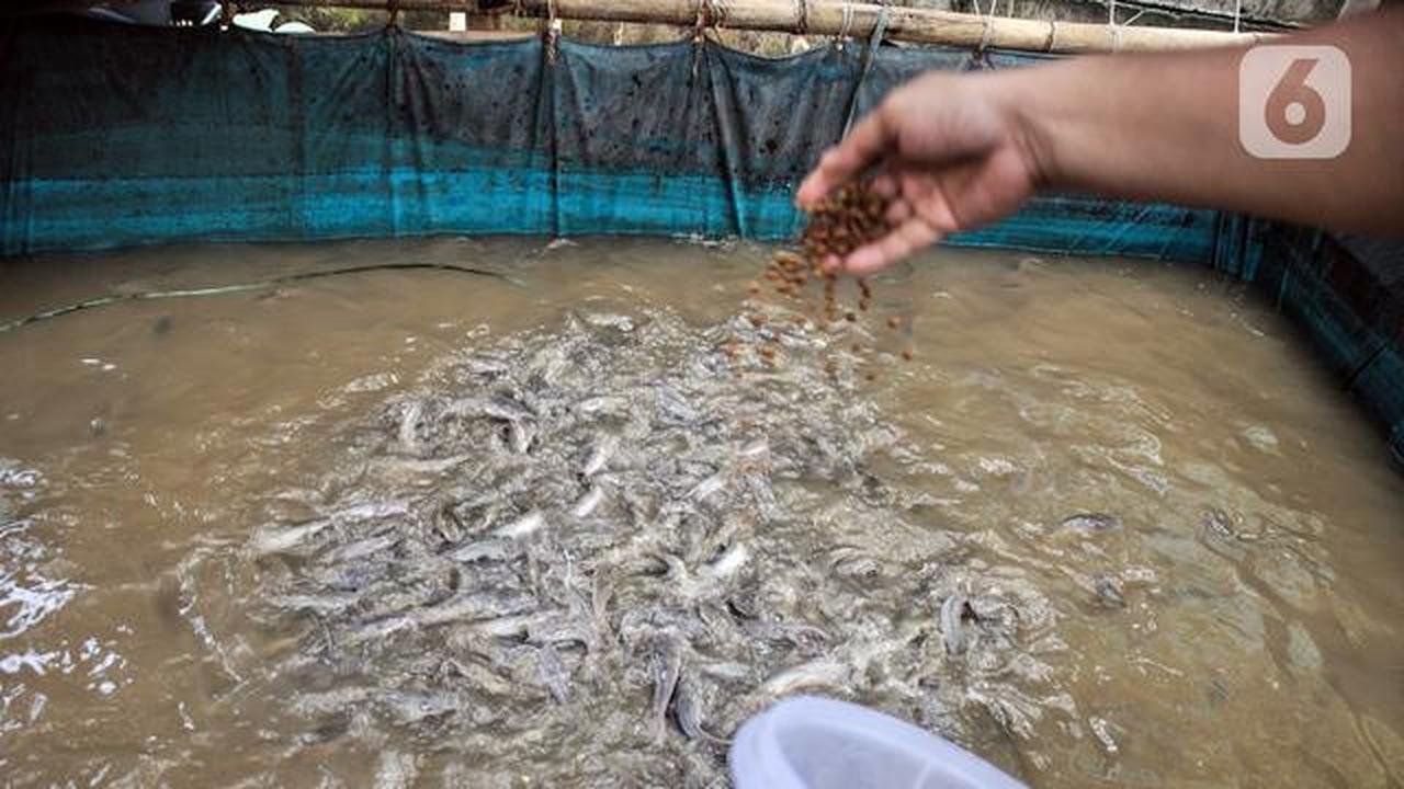 Indonesia Bakal Kirim 700 Ton Ikan Patin Buat Konsumsi Jemaah Haji
