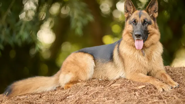 German Shepherd