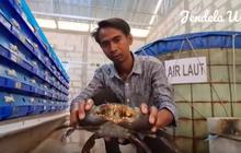 Dulu Kerja di Kantor Pajak, Pria Ini Sukses Usaha Kepiting di Kampung Halaman