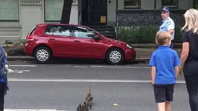 Seekor bebek bersama delapan ekor anaknya mengalami kesulitan untuk menyeberang jalan di kawasan Woolhara, Sydney (Polisi Sydney)