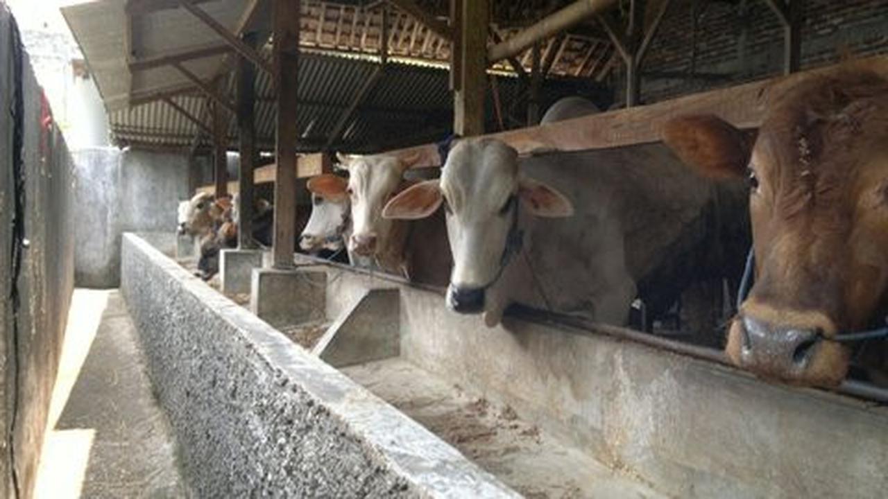 Kisruh daging sapi, Bareskrim dalami surat larangan berjualan APPHI