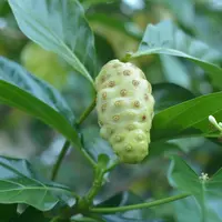 ilustrasi manfaat daun mengkudu untuk kesehatan dan melawan kanker/BARKEH SAID/shutterstock