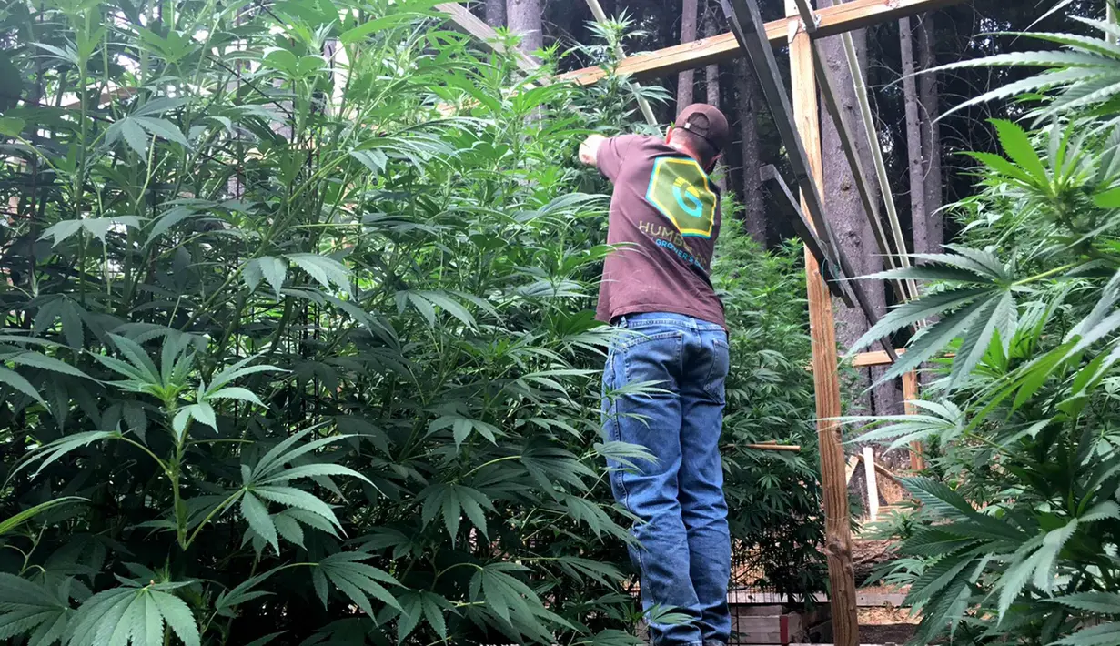 Steve Dillon menanam pohon ganja di pekarangan rumahnya di Humboldt County, California pada 28 Agustus 2016. California merupakan satu dari delapan negara bagian AS yang tengah memperjuangkan legalisasi ganja. (REUTERS/Rory Carroll)