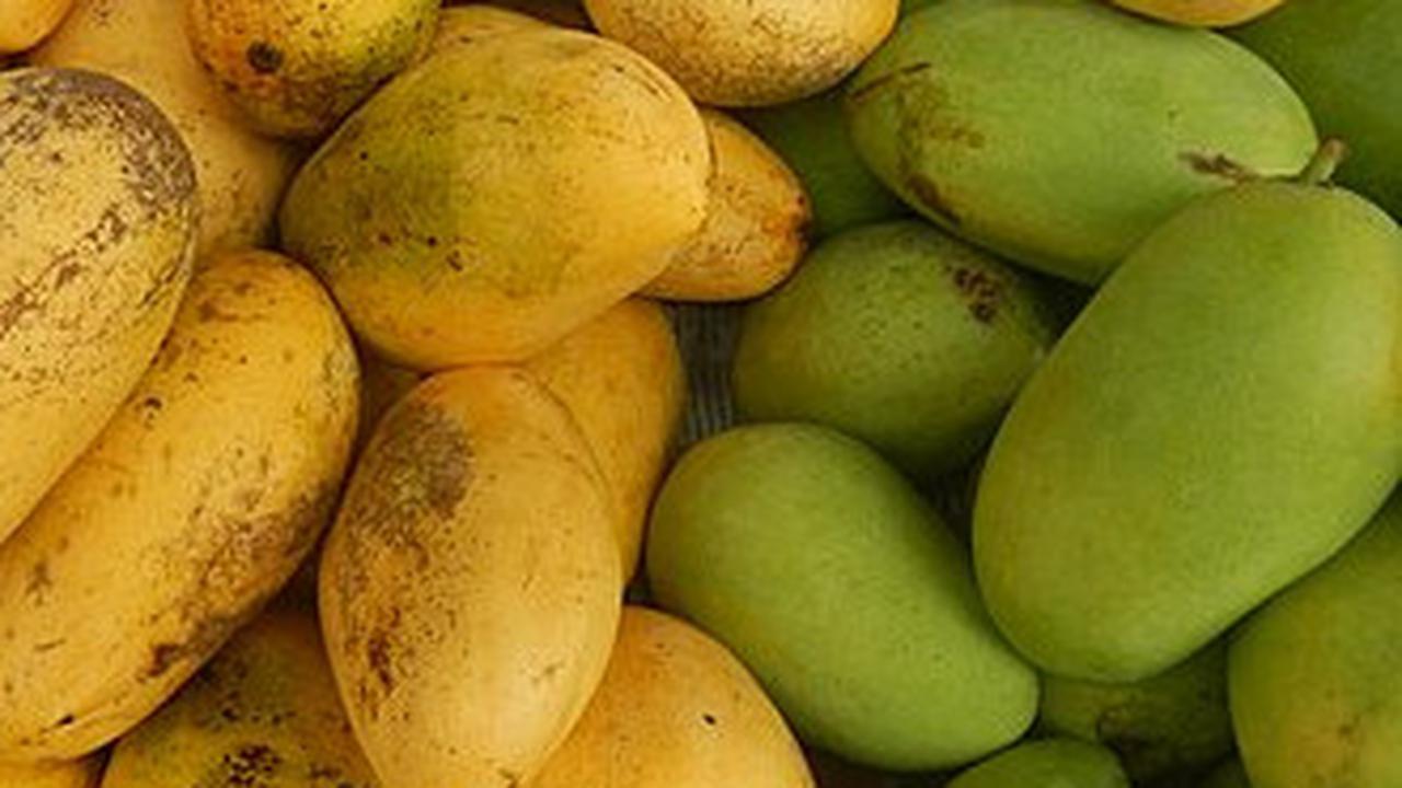 ilustrasi buah mangga