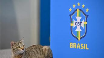 Seekor Kucing Nimbrung Jumpa Pers Brasil di Piala Dunia 2022, Endingnya Bikin Wargnet Kesal