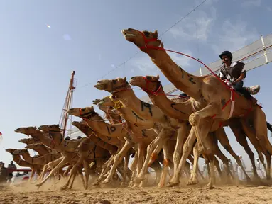 Para joki memacu untanya dalam balap unta saat festival warisan Sheikh Sultan Bin Zayed al-Nahyan di Abu Dhabi, Uni Emirat Arab (10/2). Festival ini juga meliputi kontes kecantikan, lelang unta dan kompetisi untuk kerajinan tradisional. (AFP/Karim Sahib)