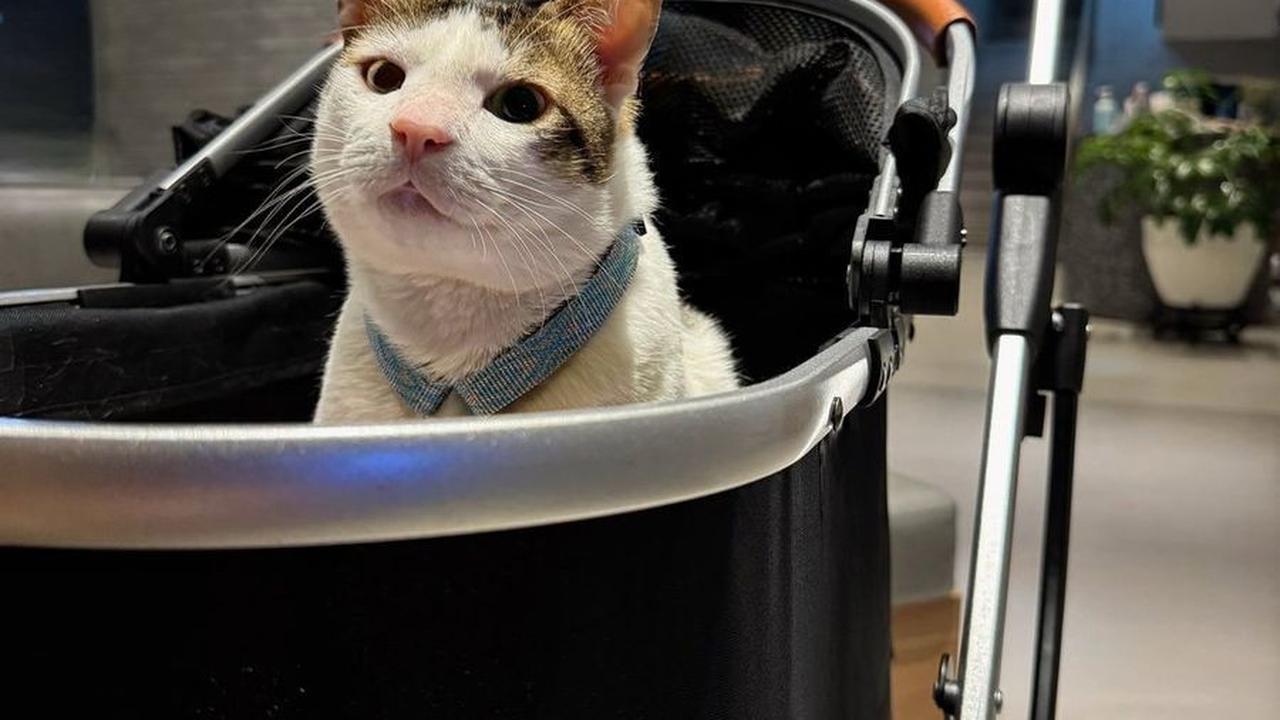 8 Potret Imut Bobby Kertanegara, Disebut Tuan Muda karena Punya Kamar Sendiri di Istana Negara
