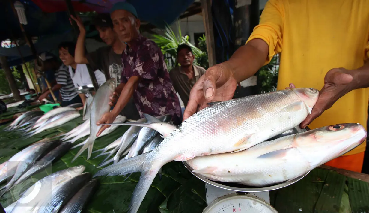 Pedagang menimbang ikan bandeng, Rawabelong, Jakarta, Jumat (5/2/2016). Pedagang mengaku permintaan ikan bandeng melonjak menjelang perayaan Imlek. (Liputan6.com/Angga Yuniar) 