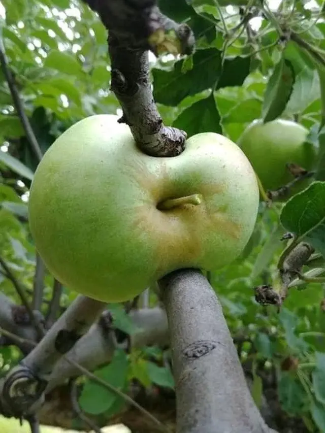 6 Potret Buah Terhimpit Secara Alami di Pohon Ini Curi Perhatian