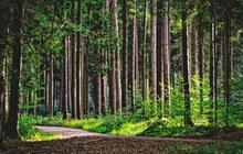 4 Wisata Hutan Populer di Indonesia, Sajikan Pemandangan Alam Asri dan Sejuk