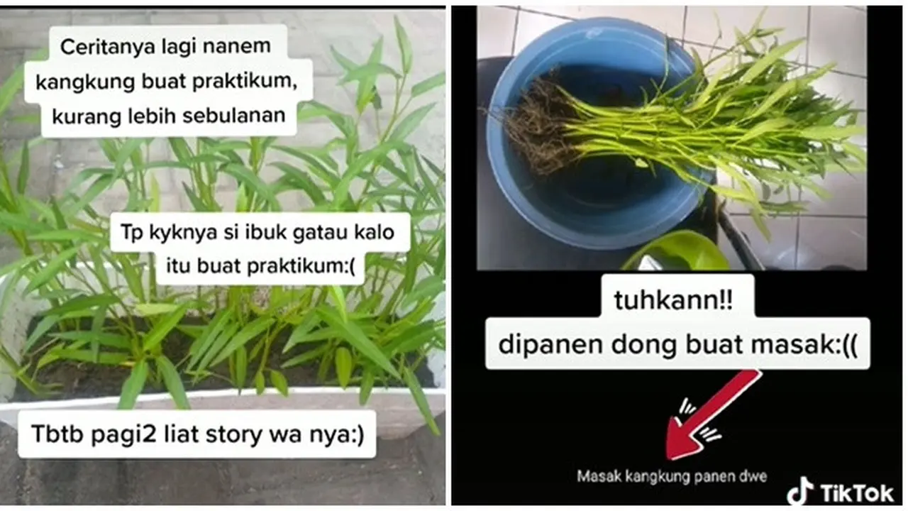 Tanam Kangkung untuk Praktikum, Sayuran Wanita Ini Malah Dipanen Ibunda