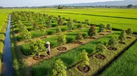 7 Ide Surjan dengan Pohon Buah di Sawah yang Bisa Menambah Penghasilan Petani