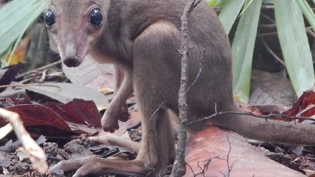 Laulau kanguru dari Papua