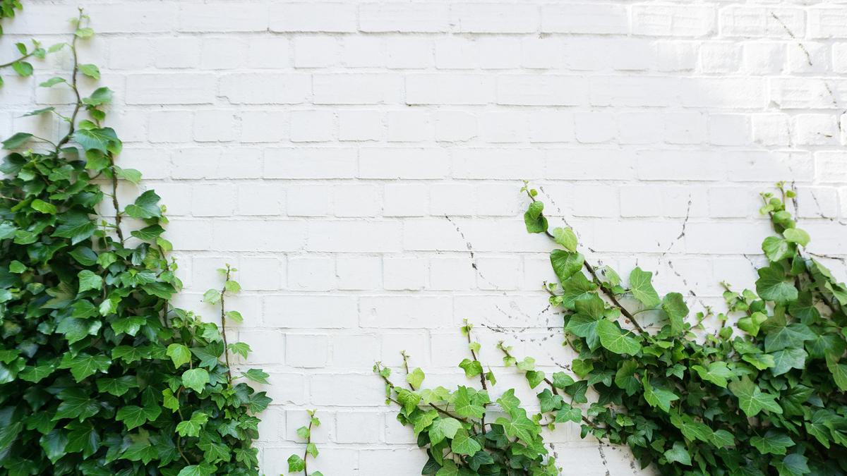 Cara Membasmi Sarang Ular Hijau di Kebun Penuh Tanaman Rambat, Lakukan Langkah-Langkah Ini
