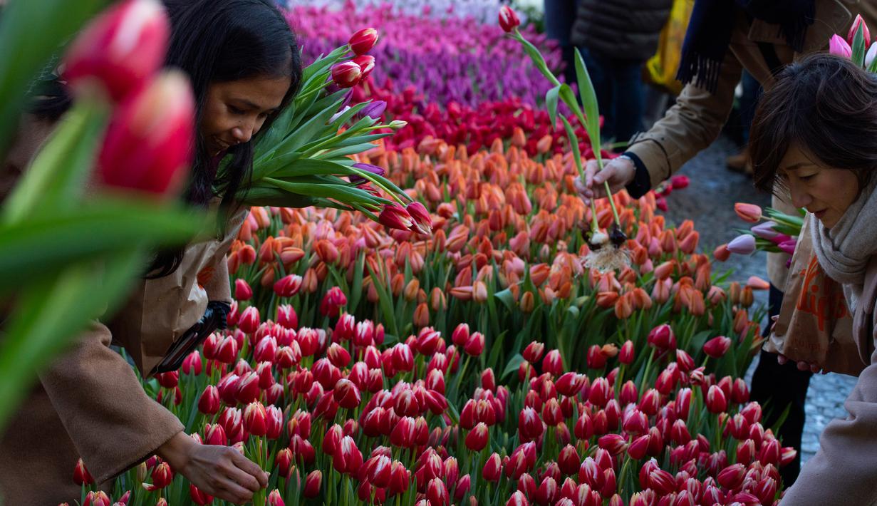 Foto Warna Warni Musim Mekar Bunga Tulip Di Amsterdam Lifestyle Liputan6 Com