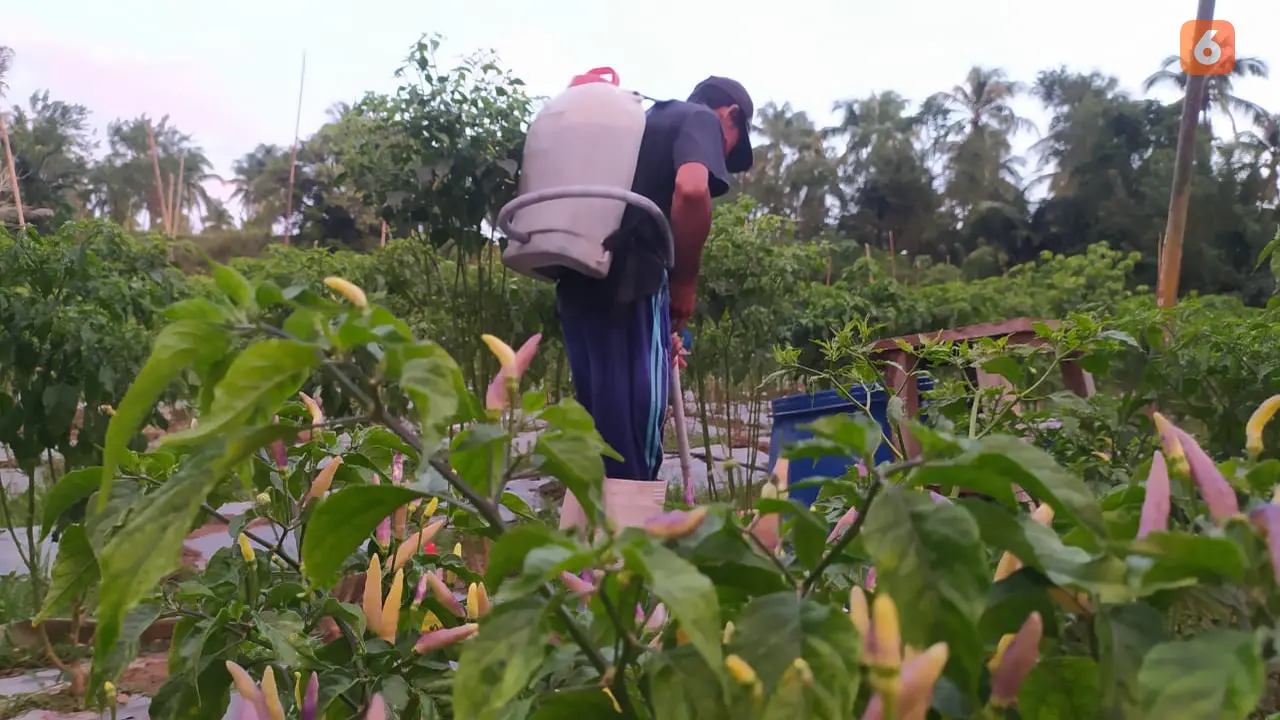 Petani Cabai