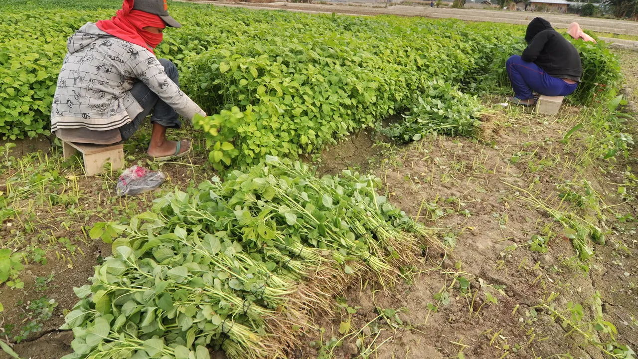 Kemarau Bikin Harga Sayuran di Palu Melambung