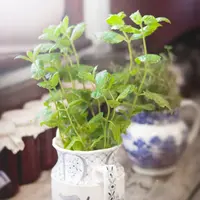 Daun mint yang bisa bikin wajah lebih awet muda