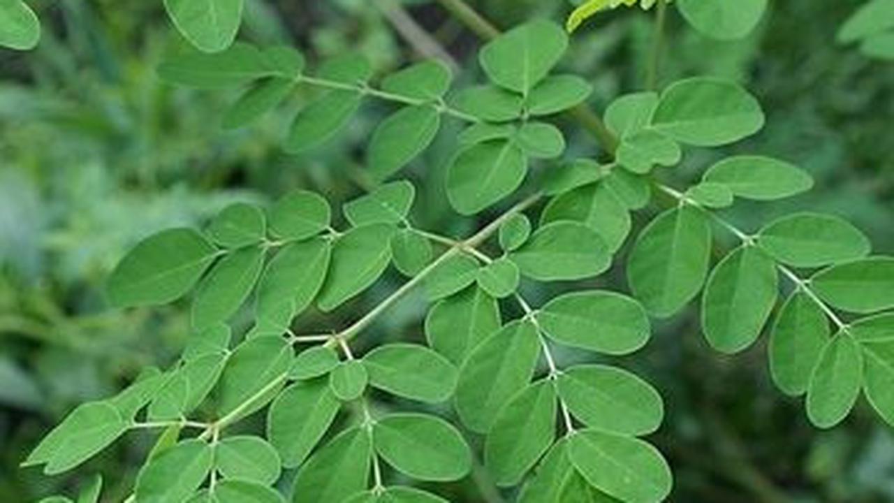 Manfaat Daun Kelor untuk Diet, Begini Cara Mengolahnya