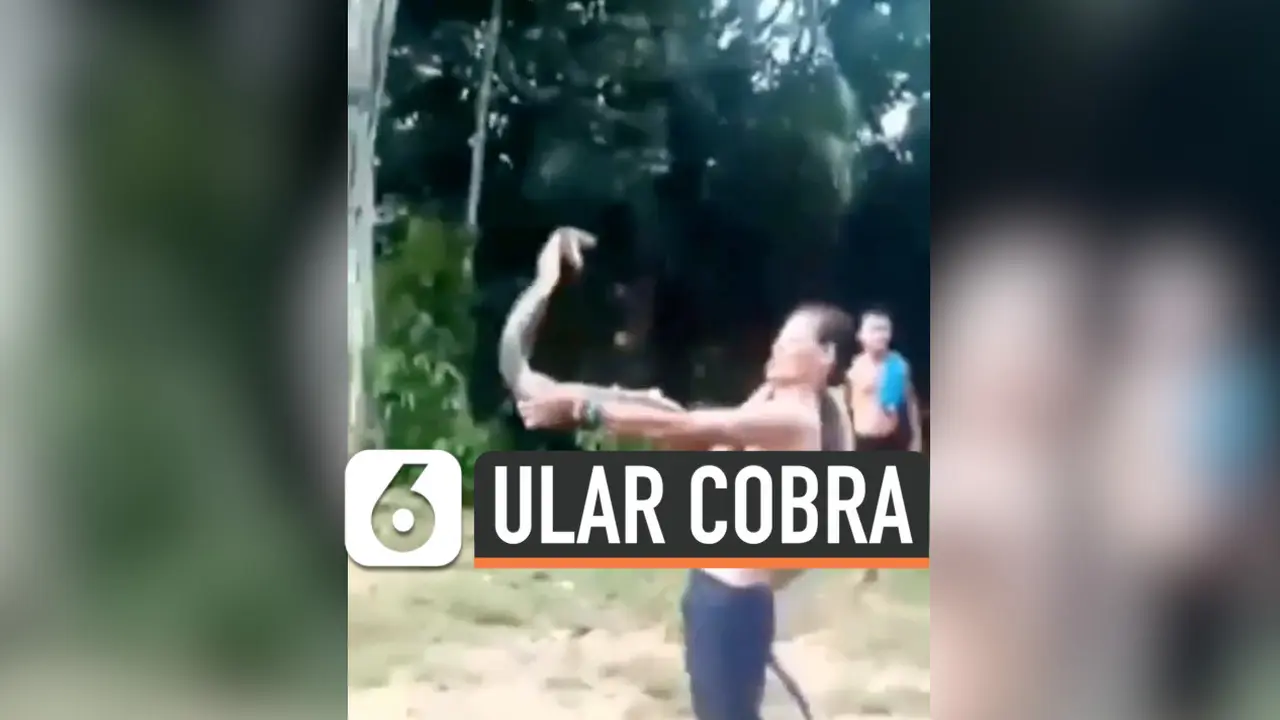 THUMBNAIL KOBRA