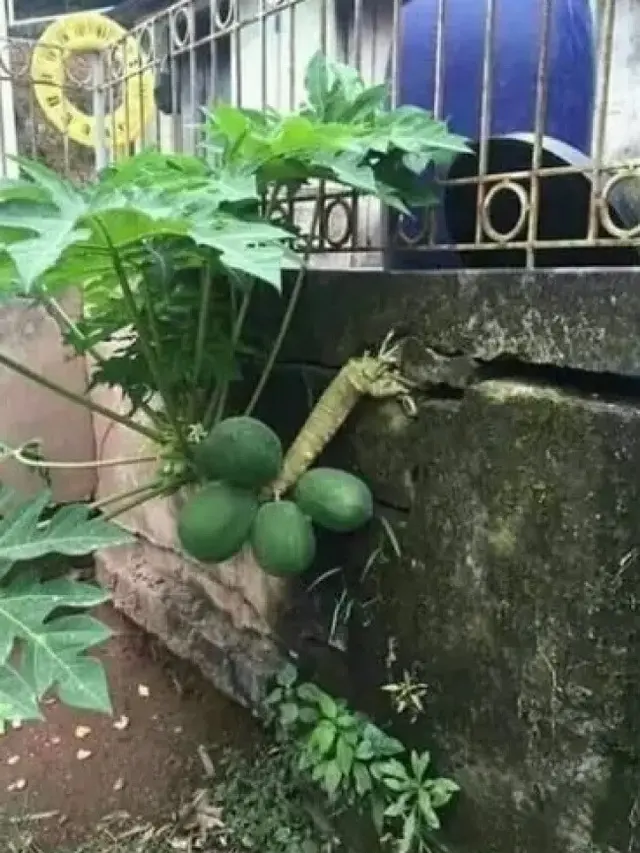 6 Potret Buah Tetangga Nyasar ke Halaman Rumah, Rezeki Nomplok