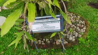 Dua Jamu di Klinik Saintifkasi Sejajar dengan Obat Modern