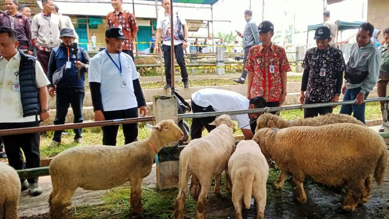 domba batur 3