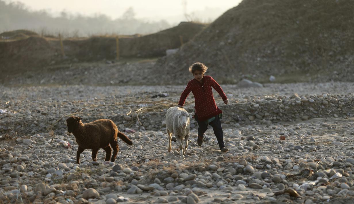 Seorang gadis nomaden Gujjar menggembalakan kambing ketika kelompok mereka berhenti sementara di jalan raya Jammu-Srinagar di Nagrota, di pinggiran Jammu, India, Selasa (9/11/2021). Anggota suku tersebut pindah dari perbukitan untuk menghindari musim dingin. (AP Photo/Channi Anand)