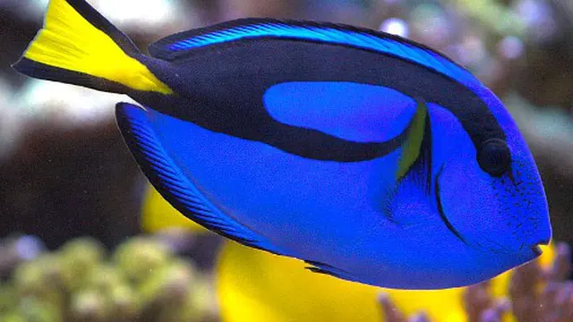 7 Ikan Paling Cantik di Muka Bumi