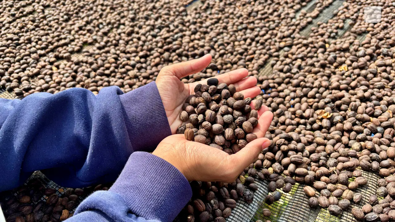 Petani Kopi