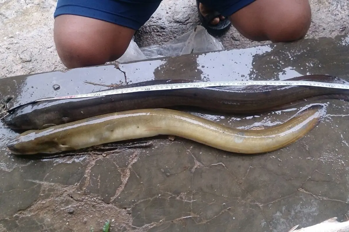 Mengenal Sidat, Ikan yang Tak Kalah Bergizi dari Salmon