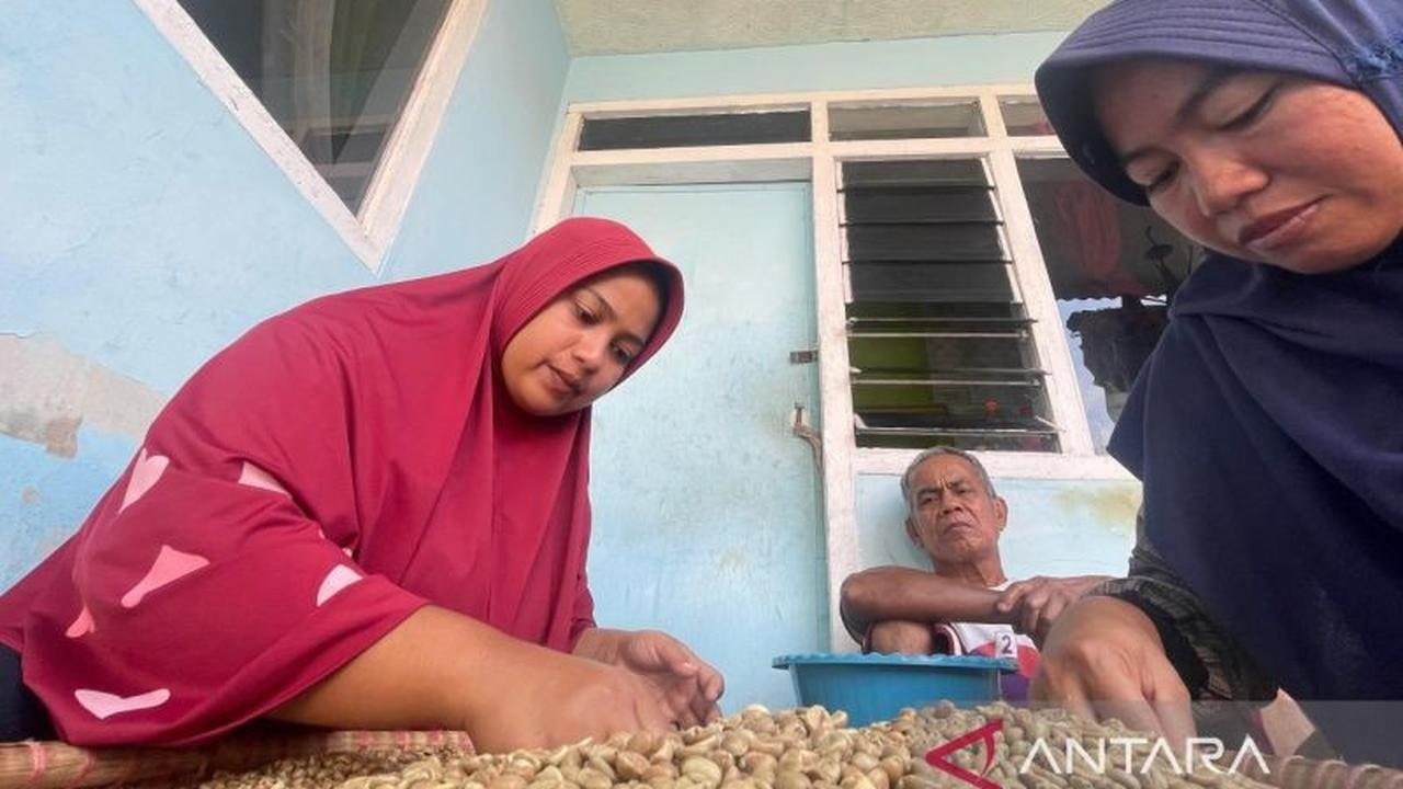 Produksi Kopi Kuningan Capai 1.236 Ton pada 2025, Robusta Jadi Primadona