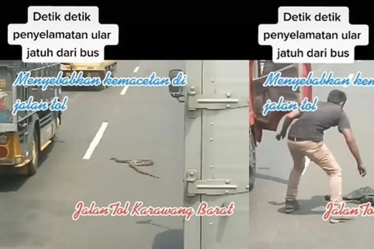Ular bikin macet