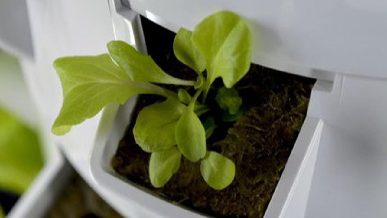 Tips Menanam Sayur di Pekarangan Rumah dengan Baik dan Benar