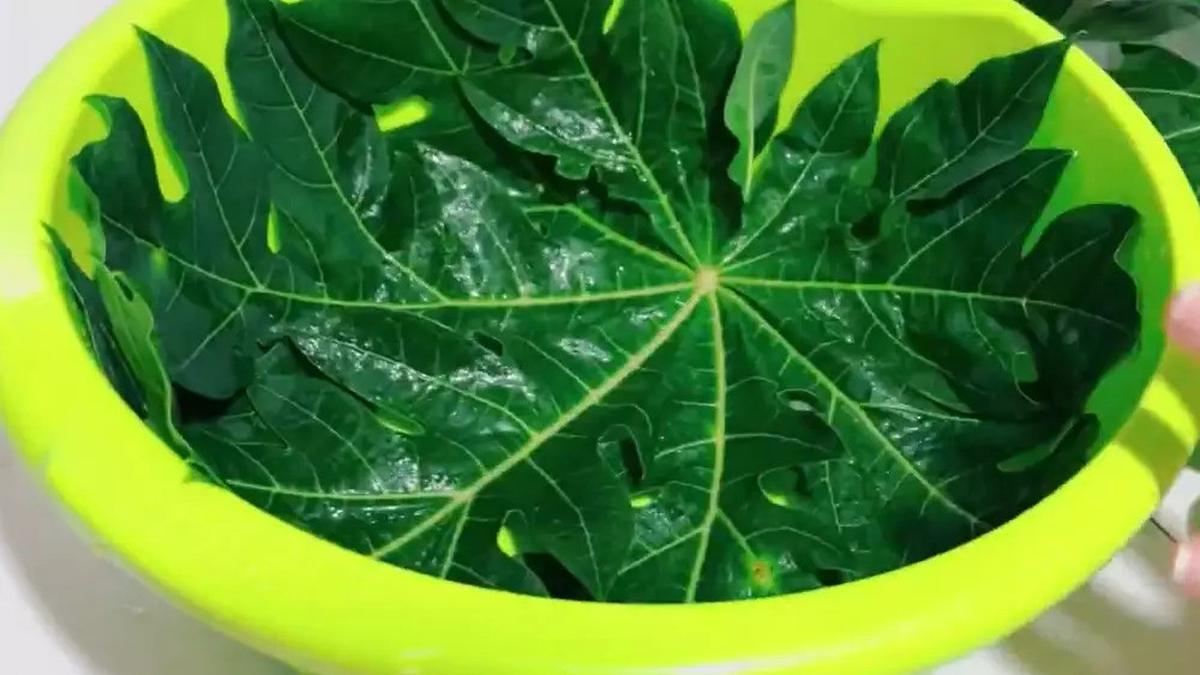 Anti Gagal! Trik Memasak Daun Pepaya Supaya Empuk, Tidak Pahit, dan Tetap Hijau
