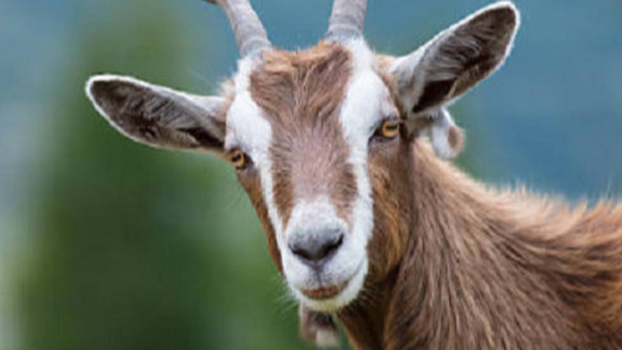 Ilustrasi kambing (iStock)