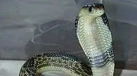 Kobra Jawa (Sumber: Wikipedia)